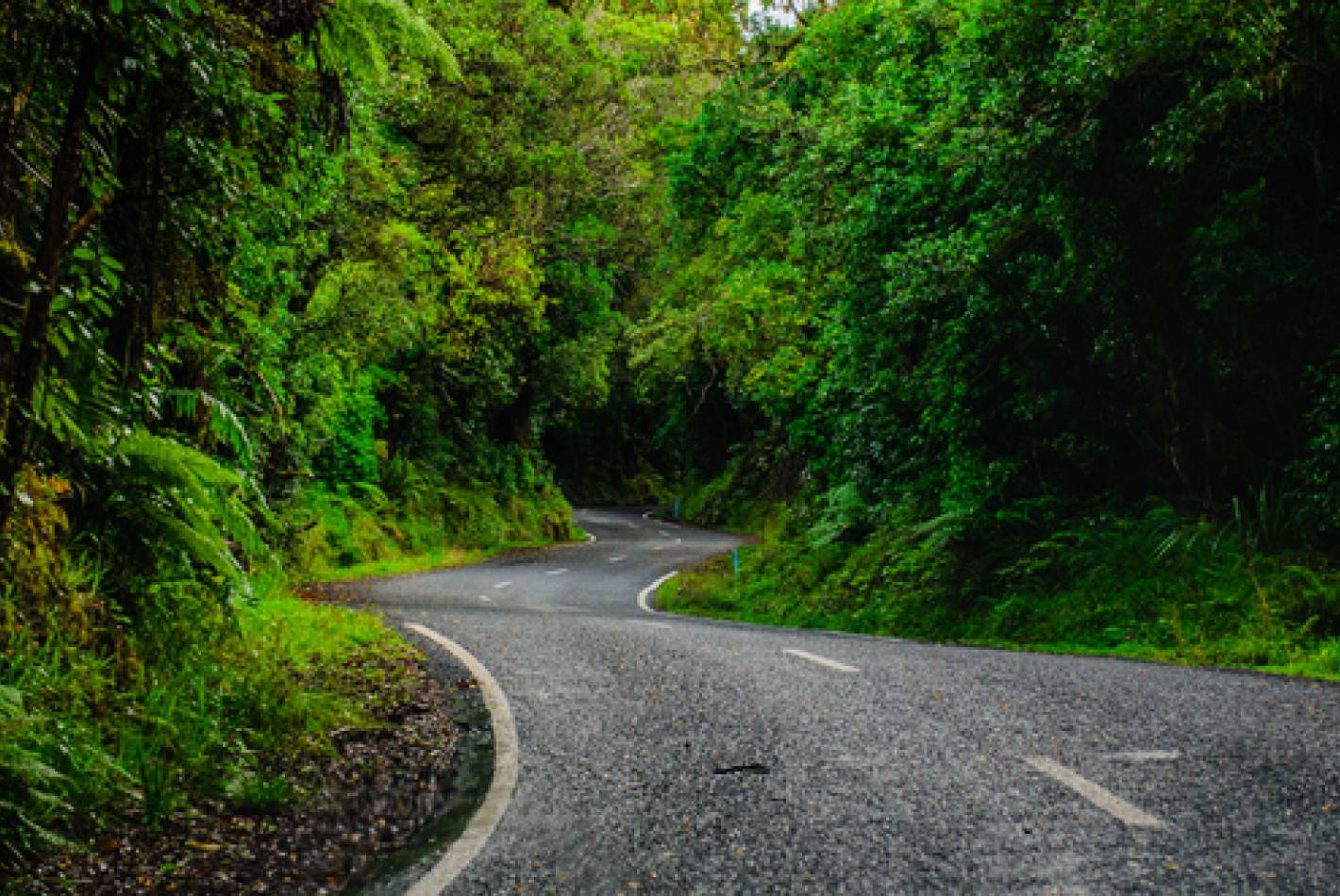 Te Ara o Te Ata: Mt Messenger Bypass
